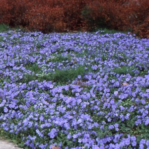 Mažoji žiemė / Vinca minor