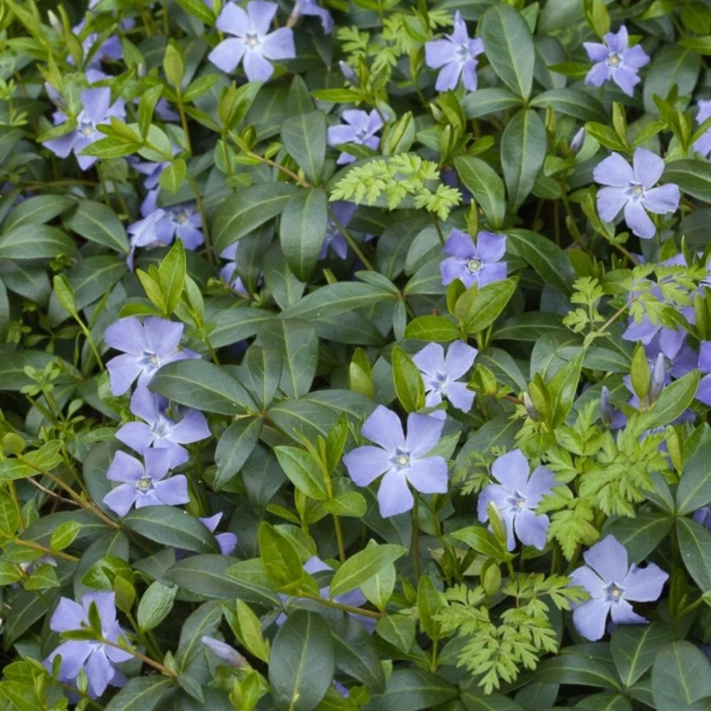 Mažoji žiemė / Vinca minor