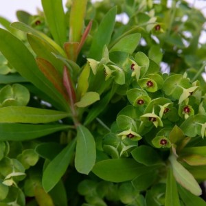 Karpažolė / Euphorbia x martinii WALBERTON'S® LITTLE TREASURE ®
