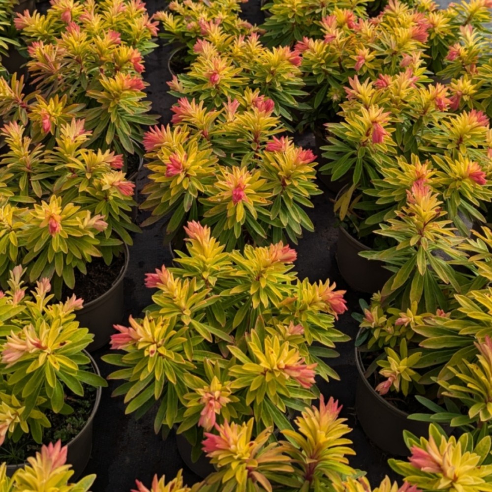 Karpažolė / Euphorbia x martinii WALBERTON'S® LITTLE TREASURE ®