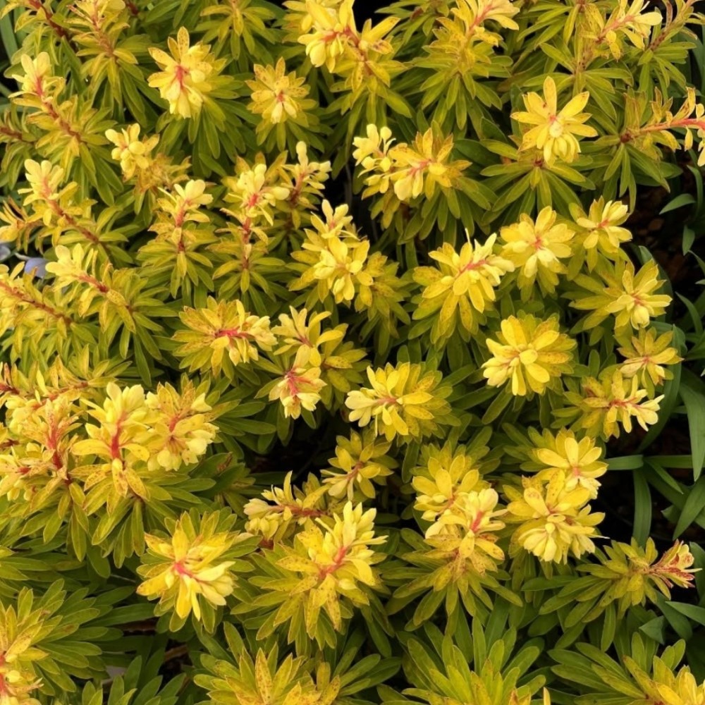Karpažolė / Euphorbia x martinii WALBERTON'S® LITTLE TREASURE ®