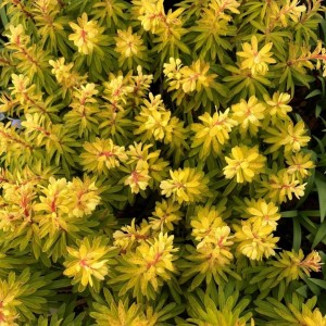 Karpažolė / Euphorbia x martinii WALBERTON'S® LITTLE TREASURE ®