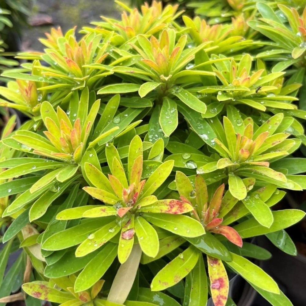 Karpažolė / Euphorbia x martinii WALBERTON'S® LITTLE TREASURE ®