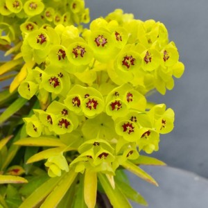 Karpažolė / Euphorbia x martinii WALBERTON'S® LITTLE TREASURE ®