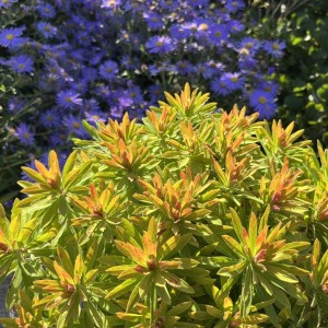 Karpažolė / Euphorbia x martinii WALBERTON'S® LITTLE TREASURE ®