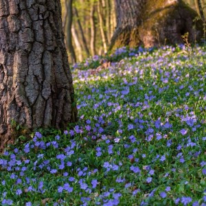 Mažoji žiemė / Vinca minor