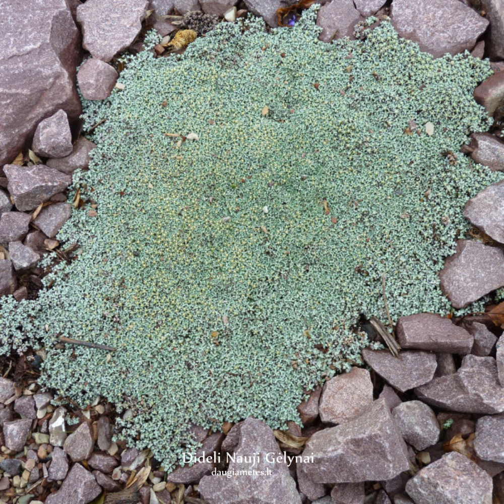 Raoulia australis / Australinė raulija