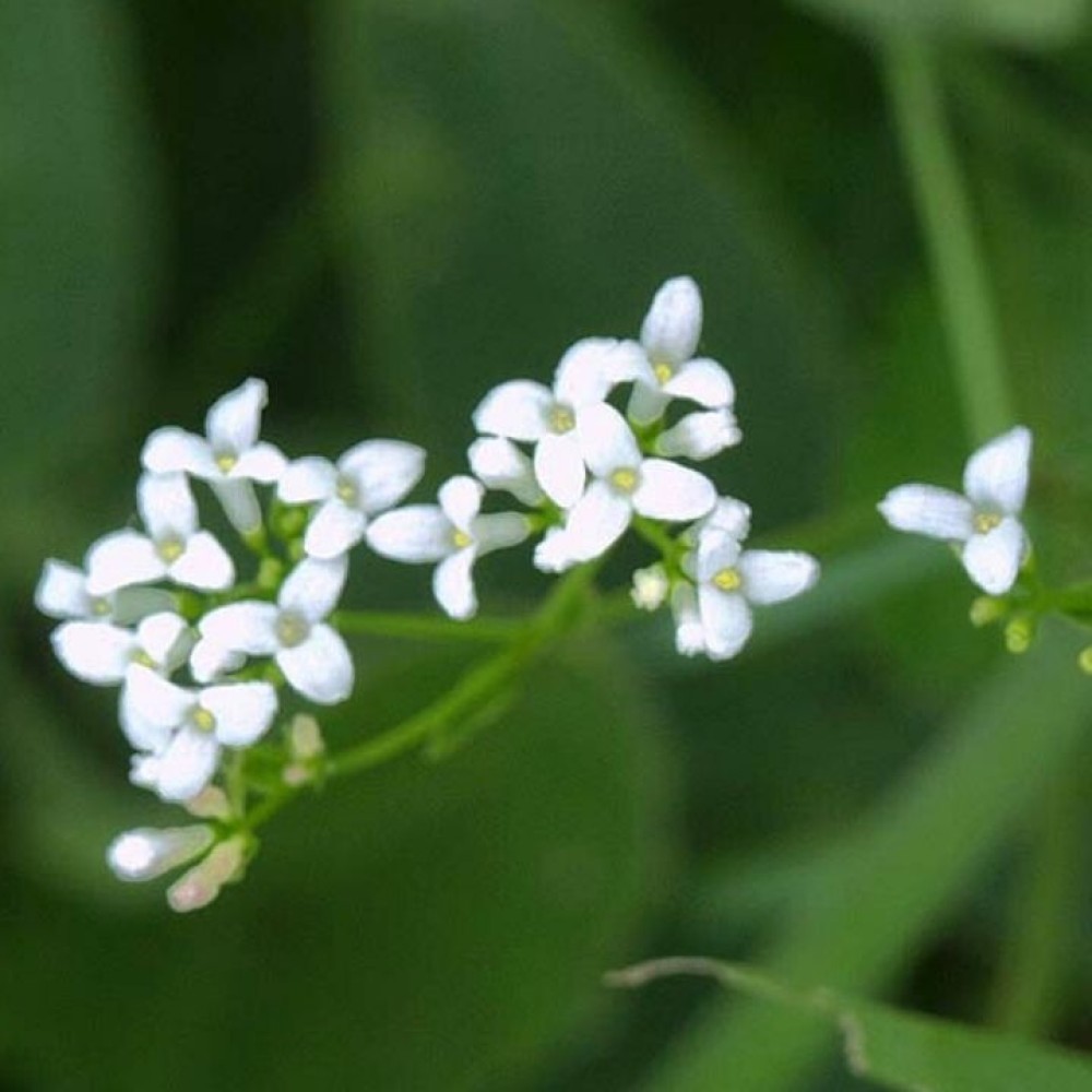 Asperula tinctoria / Dažinė krunė