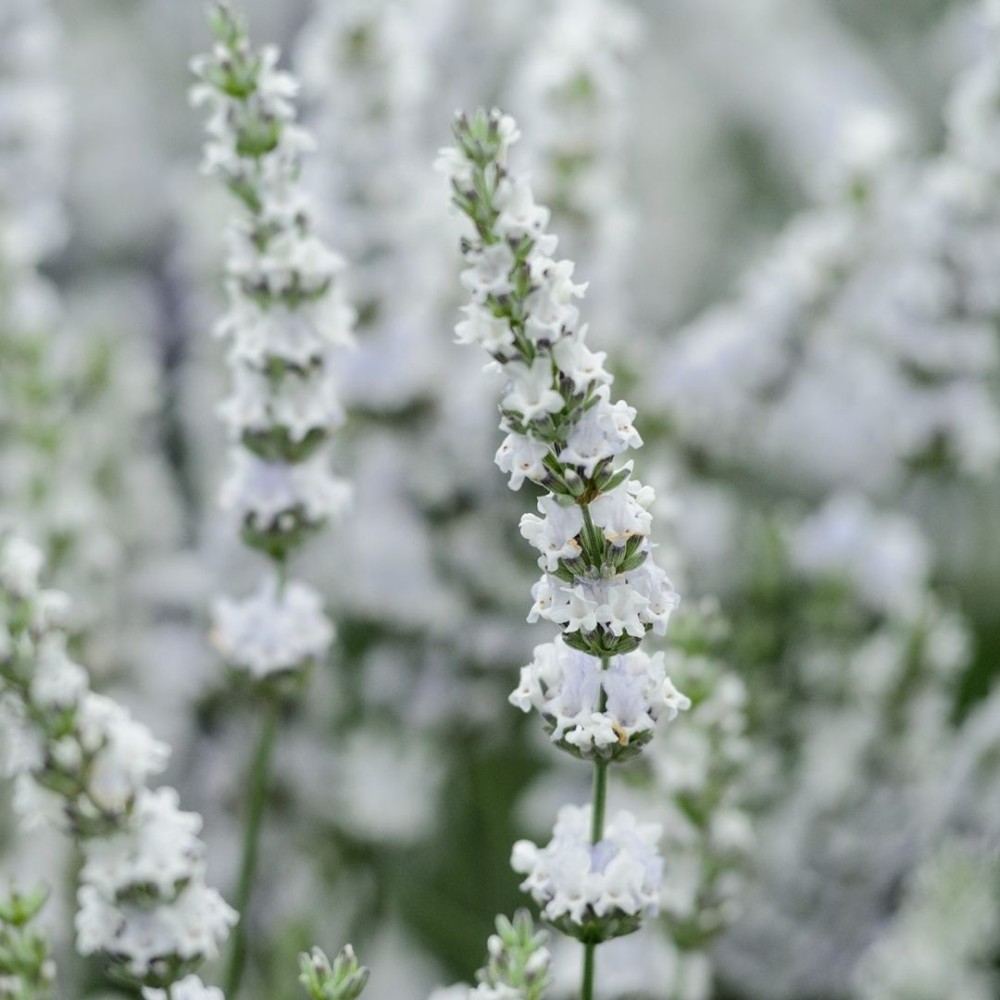 Levanda / Lavandula × intermedia EDELWEISS