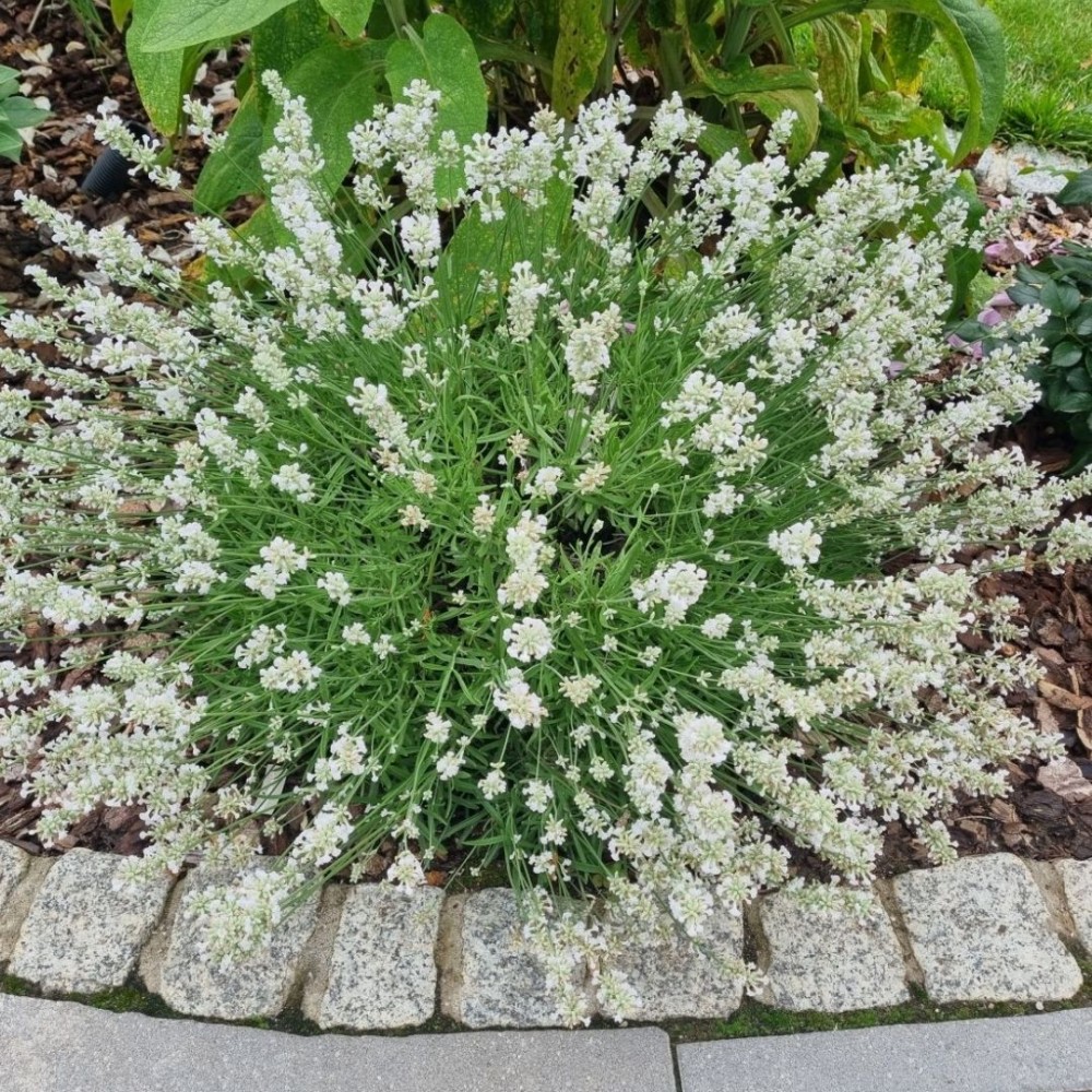 Levanda / Lavandula × intermedia EDELWEISS