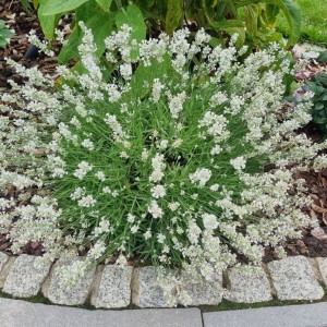 Levanda / Lavandula × intermedia EDELWEISS