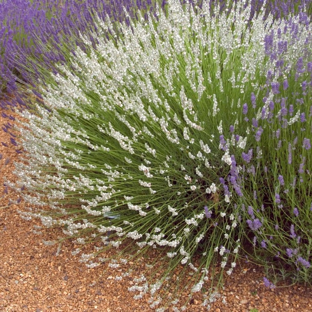 Levanda / Lavandula × intermedia EDELWEISS