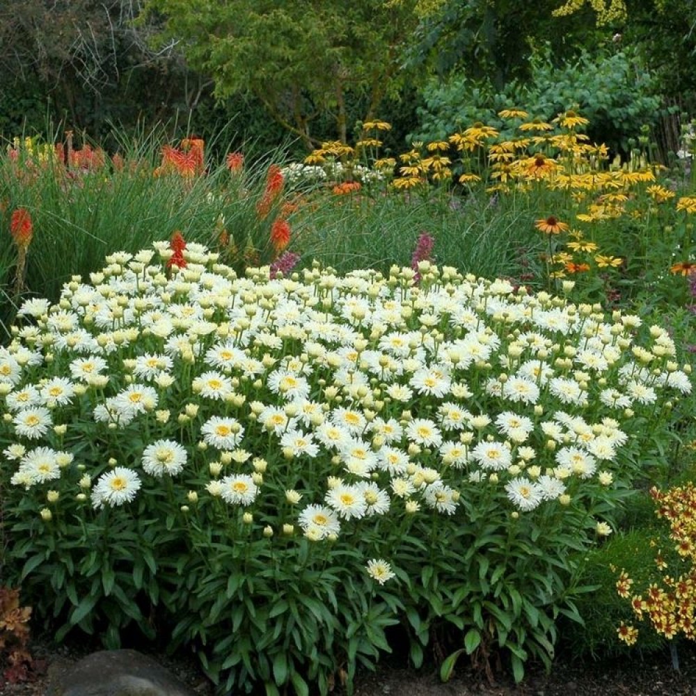 Leucanthemum / Baltagalvė COCONUT