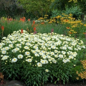 Leucanthemum / Baltagalvė COCONUT