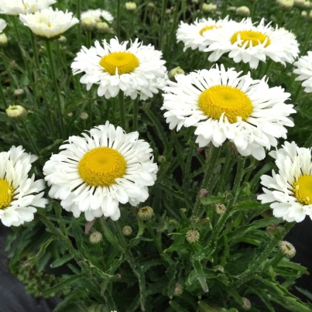 Leucanthemum / Baltagalvė REAL NEAT