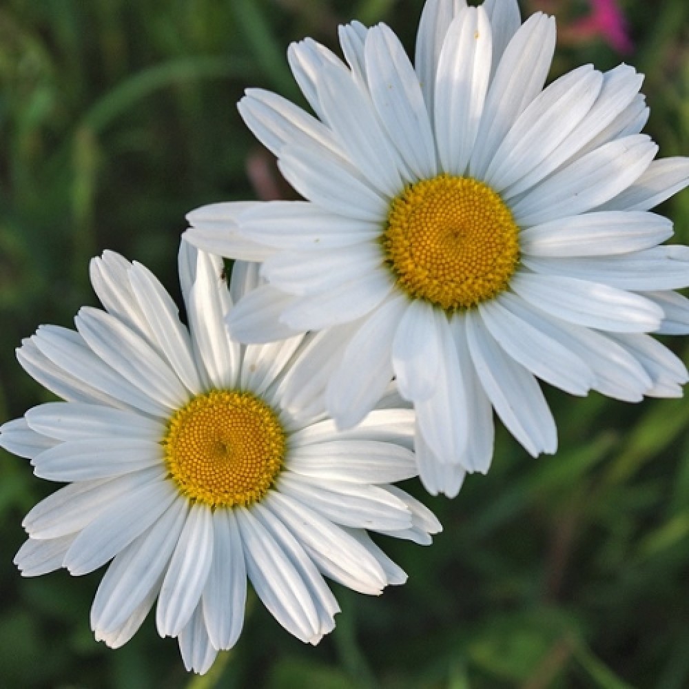 Leucanthemum / Baltagalvė SILVER PRINCESS