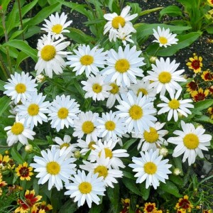 Leucanthemum / Baltagalvė SNOWBOUND