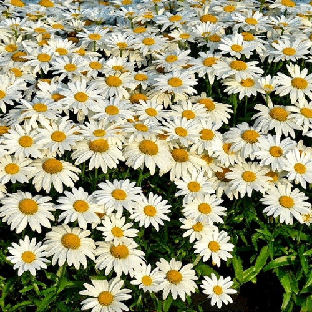 Leucanthemum / Baltagalvė SNOWBOUND