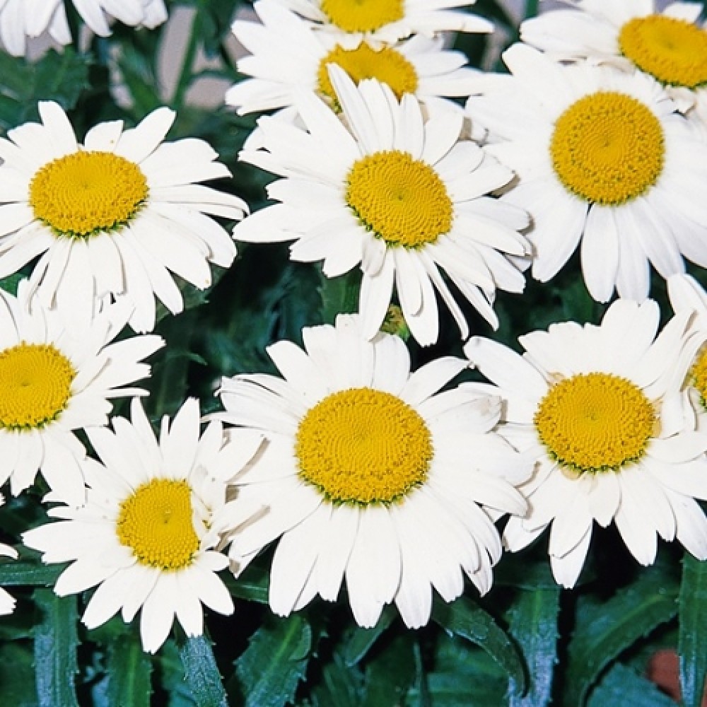 Leucanthemum / Baltagalvė SNOWBOUND