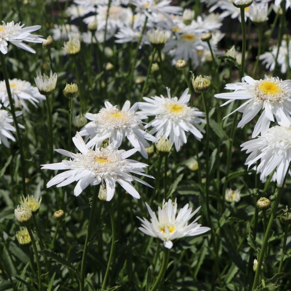 Leucanthemum / Baltagalvė - WIRRAL SUPREME