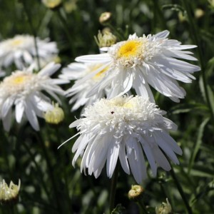 Leucanthemum / Baltagalvė - WIRRAL SUPREME