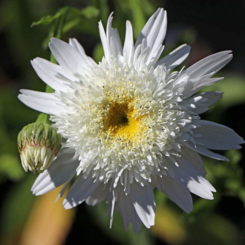 Leucanthemum / Baltagalvė - WIRRAL SUPREME