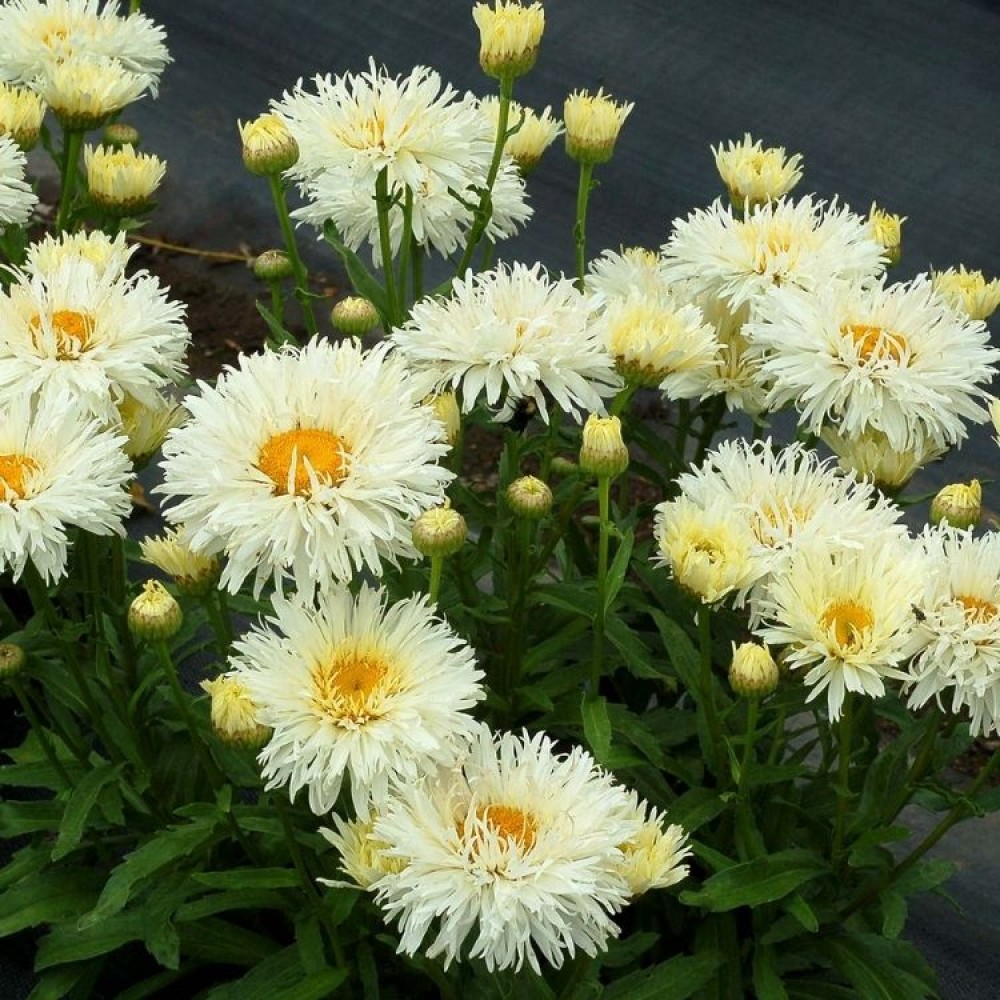 Leucanthemum / Baltagalvė COCONUT