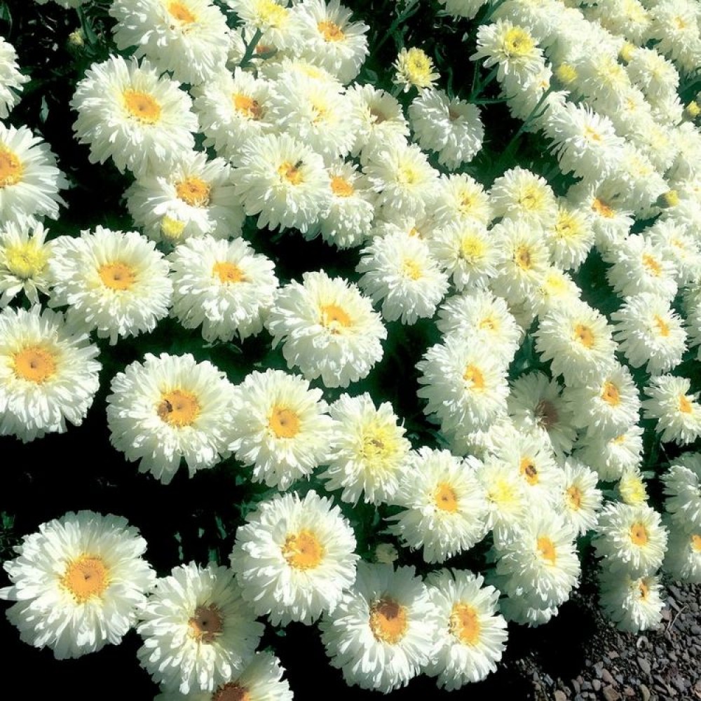 Leucanthemum / Baltagalvė MACAROON