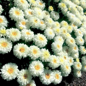 Leucanthemum / Baltagalvė MACAROON