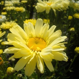 Leucanthemum / Baltagalvė REAL DREAM