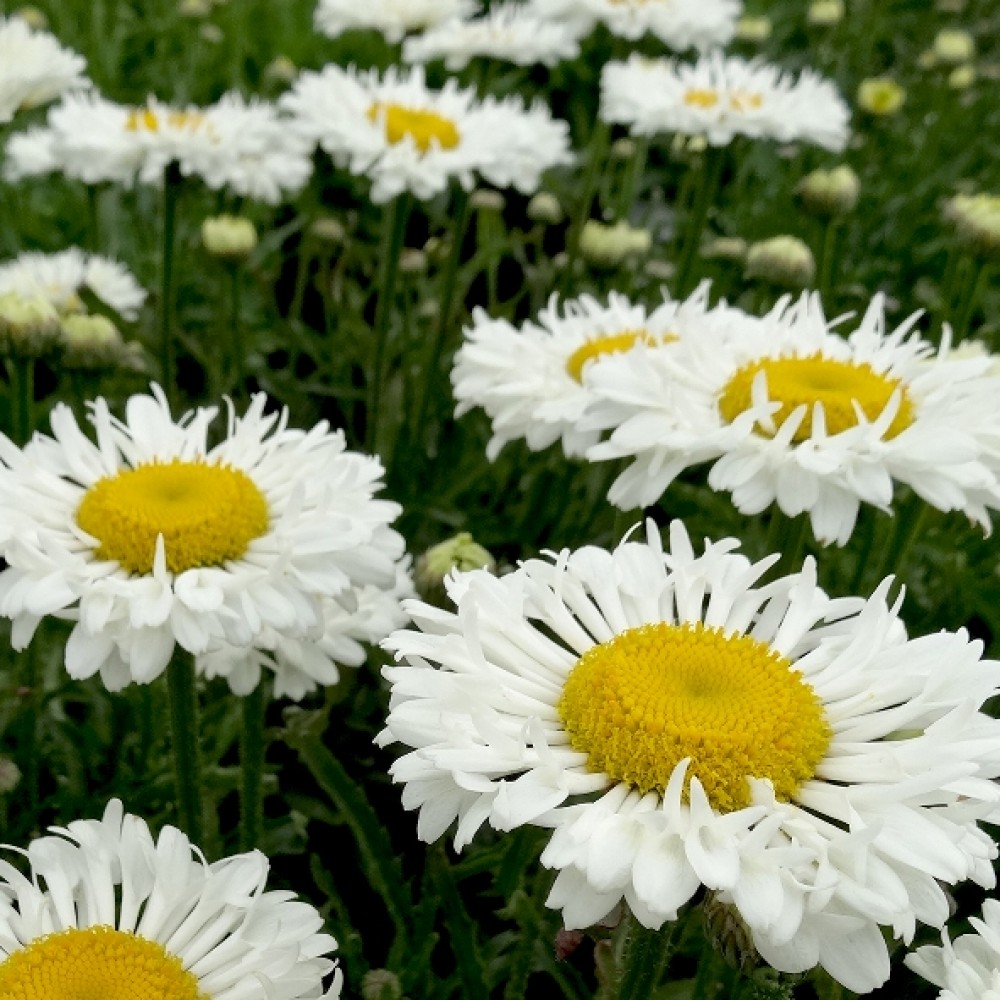 Leucanthemum / Baltagalvė REAL NEAT