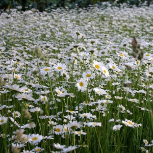 Leucanthemum / Baltagalvė SILVER PRINCESS