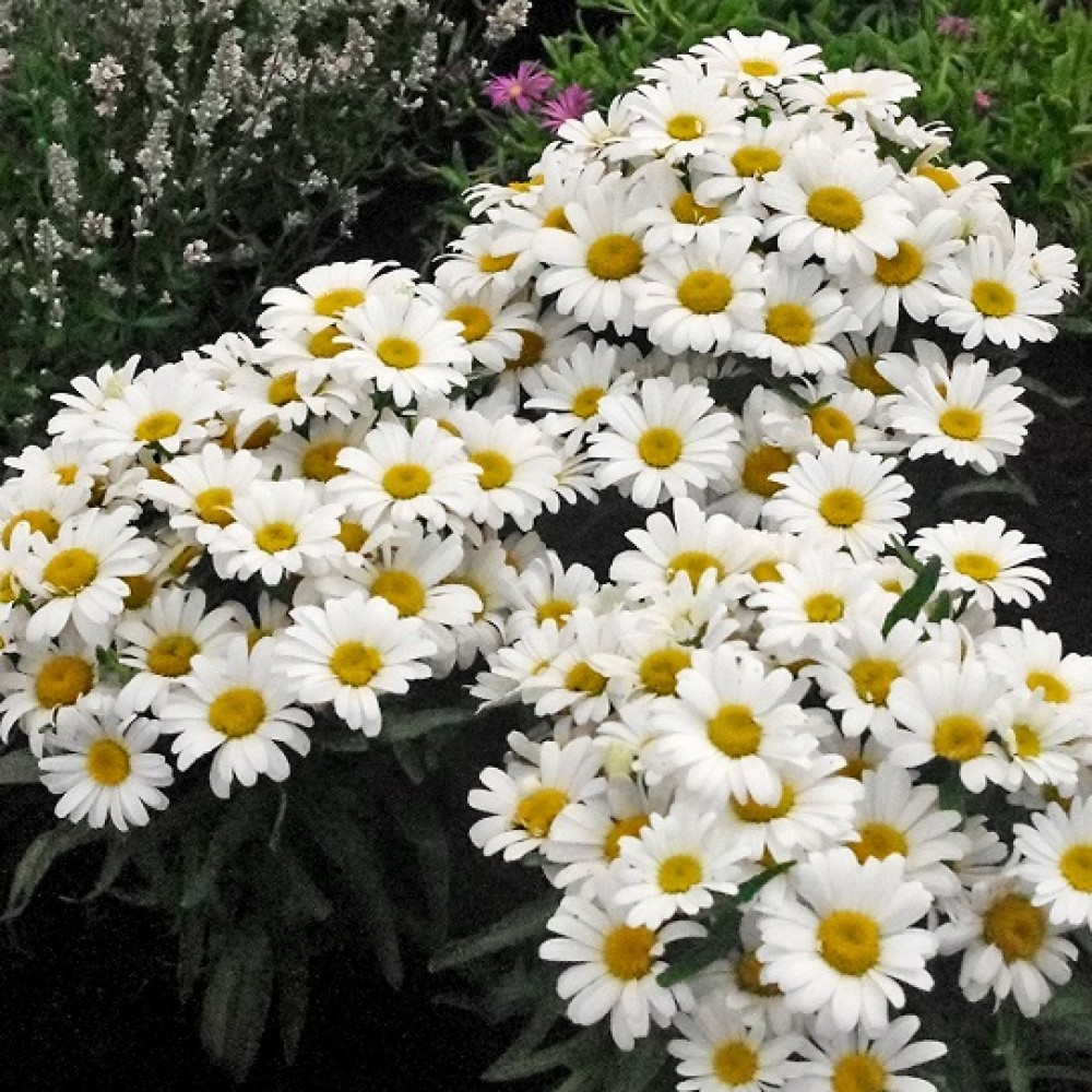 Leucanthemum / Baltagalvė SNOW CAP