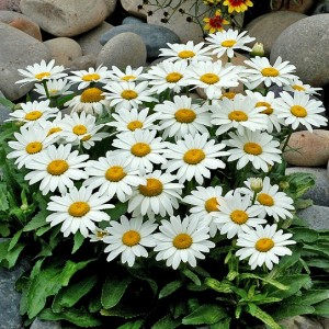 Leucanthemum / Baltagalvė SNOWBOUND