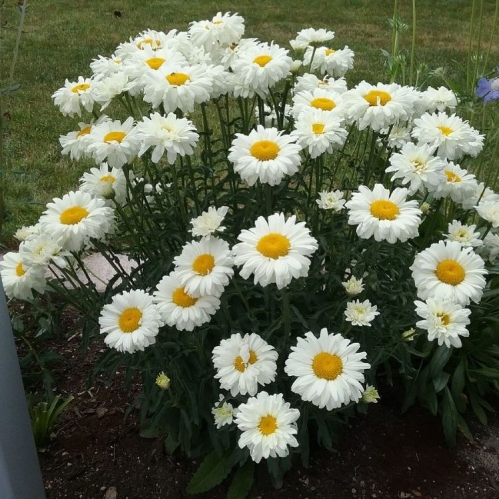 Leucanthemum / Baltagalvė Victorian Secret