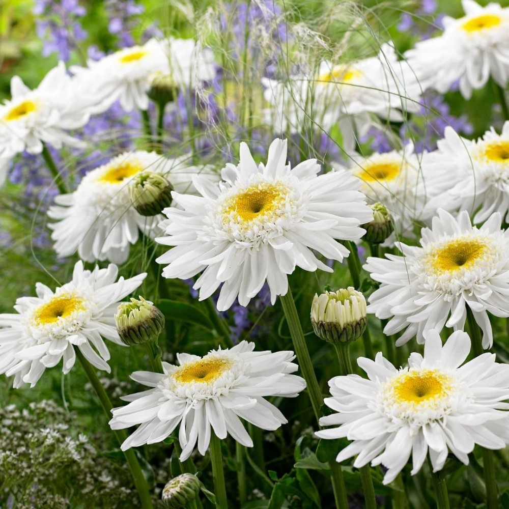 Leucanthemum / Baltagalvė - WIRRAL SUPREME