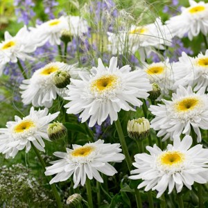 Leucanthemum / Baltagalvė - WIRRAL SUPREME