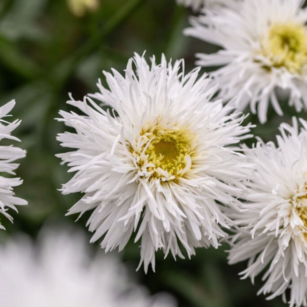 Leucanthemum / Baltagalvė SANTE