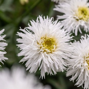 Leucanthemum / Baltagalvė SANTE