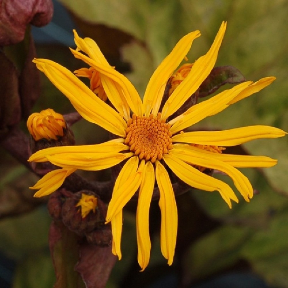 Ligularia / Gaurė GARDEN CONFETTI