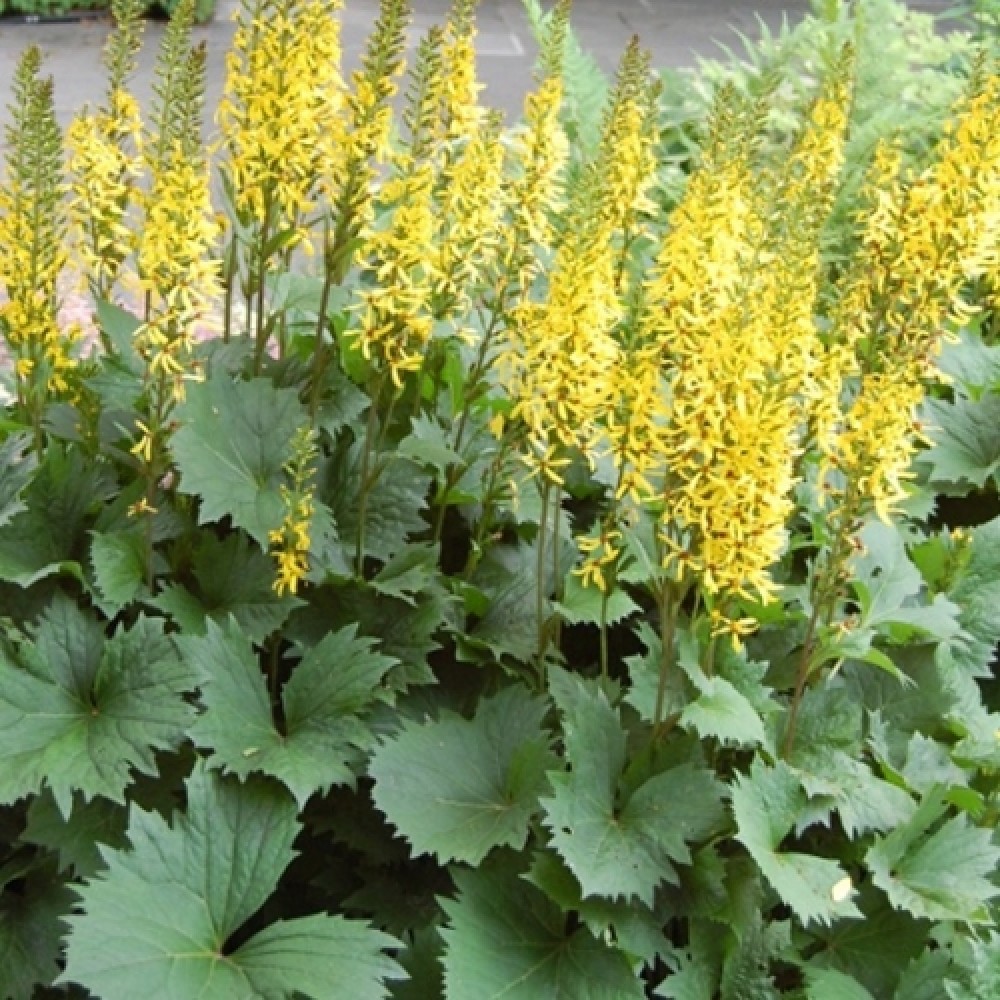Ligularia / Gaurė LITTLE ROCKET