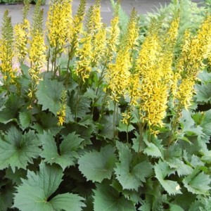 Ligularia / Gaurė LITTLE ROCKET