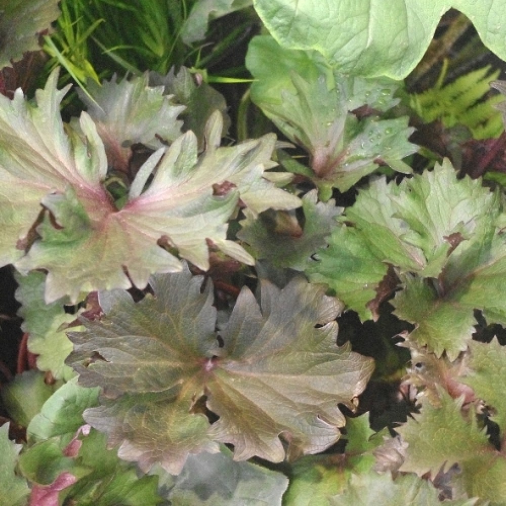 Ligularia / Gaurė OSIRIS FANTAISIE