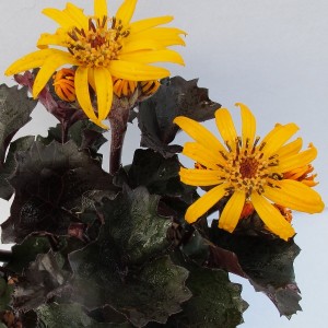 Ligularia / Gaurė PANDORA