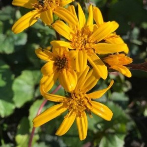 Ligularia / Gaurė TREASURE ISLAND