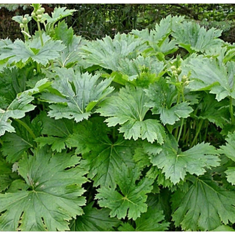 Ligularia palmatiloba / Gaurė