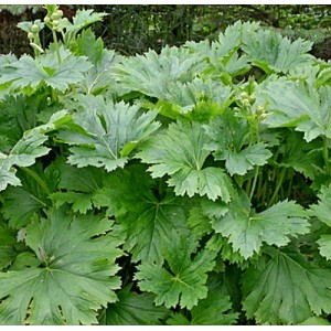 Ligularia palmatiloba / Gaurė