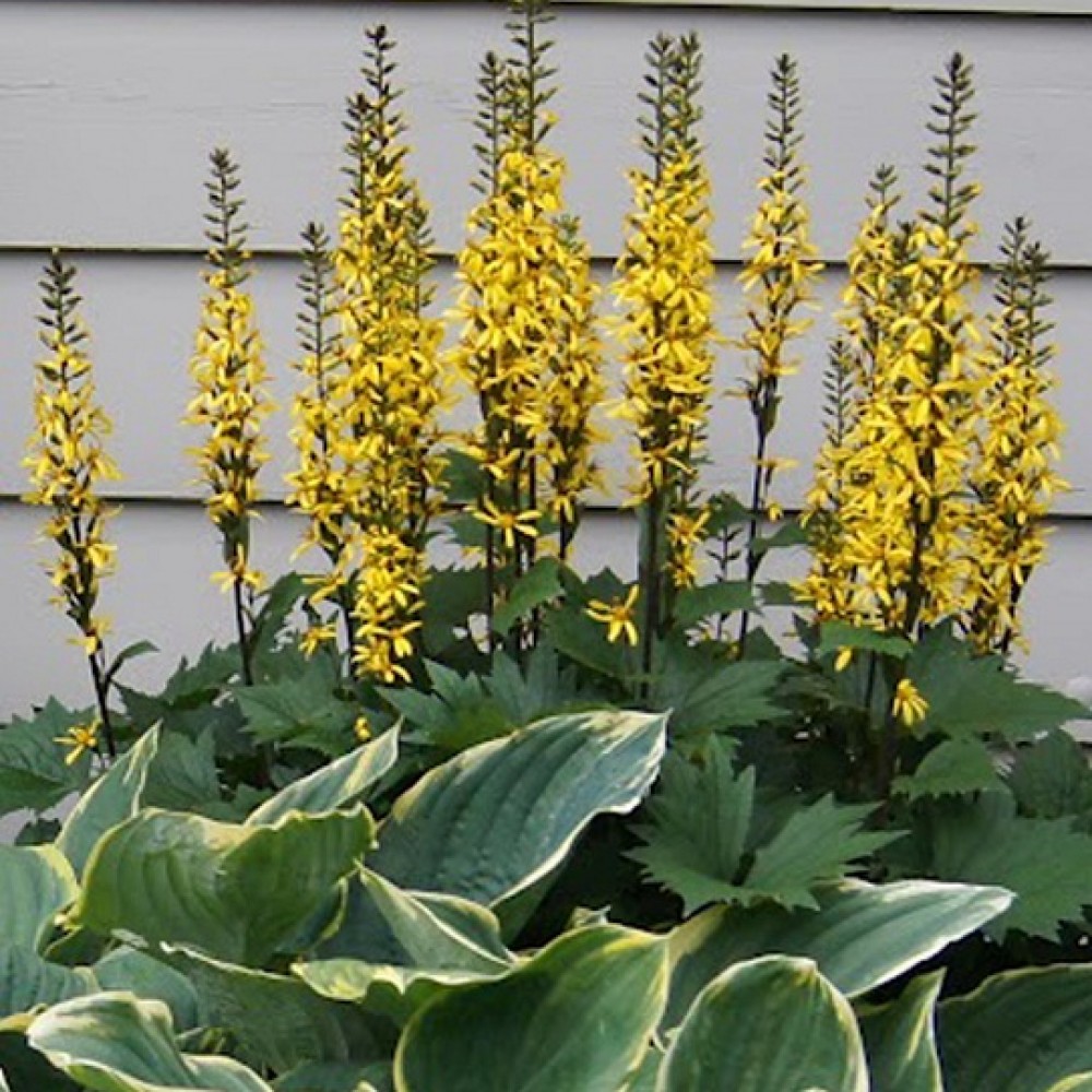 Ligularia / Gaurė LITTLE ROCKET