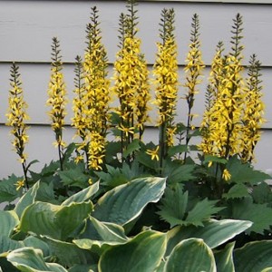 Ligularia / Gaurė LITTLE ROCKET