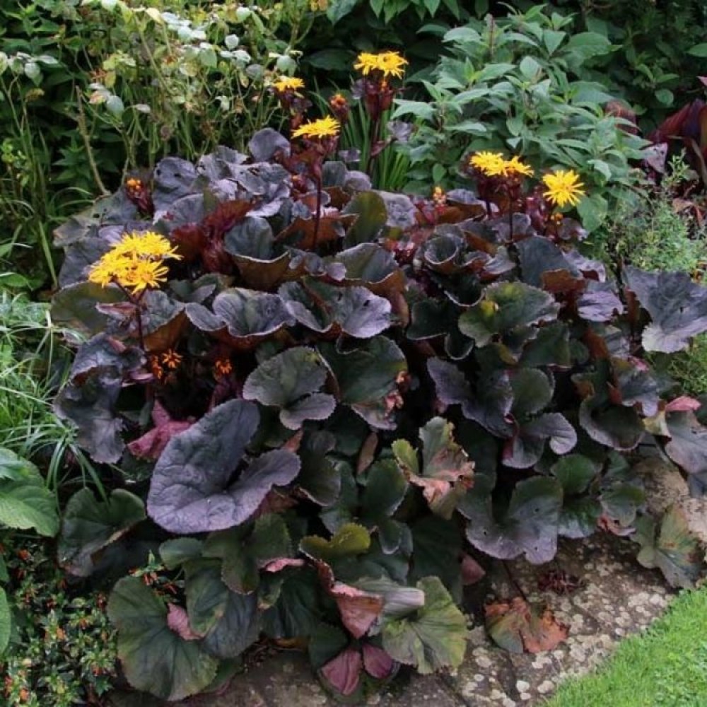 Ligularia / Gaurė MIDNIGHT LADY